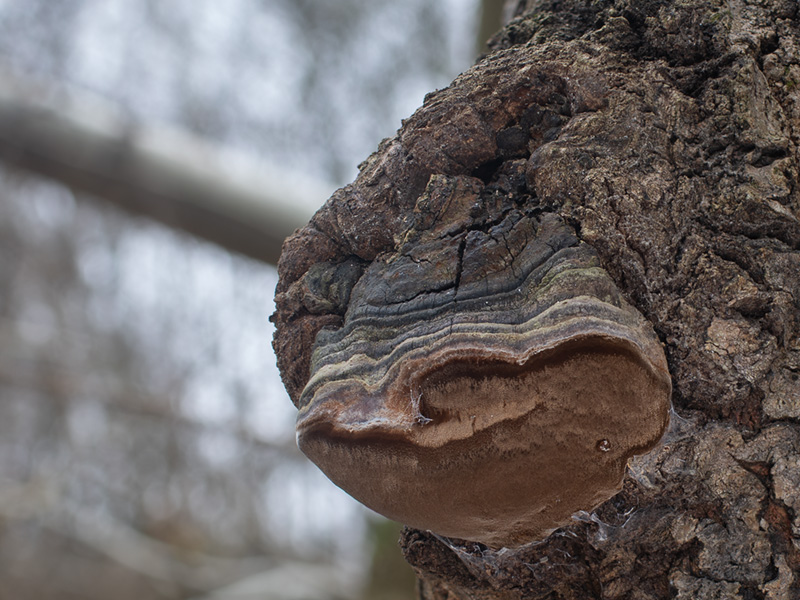 Phellinus tremulae